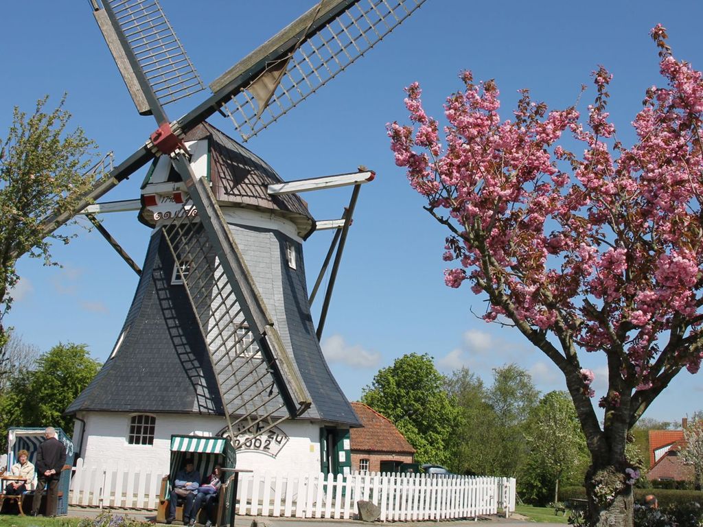 Die Erdholländer Mühle mit blühendem Baum rechts