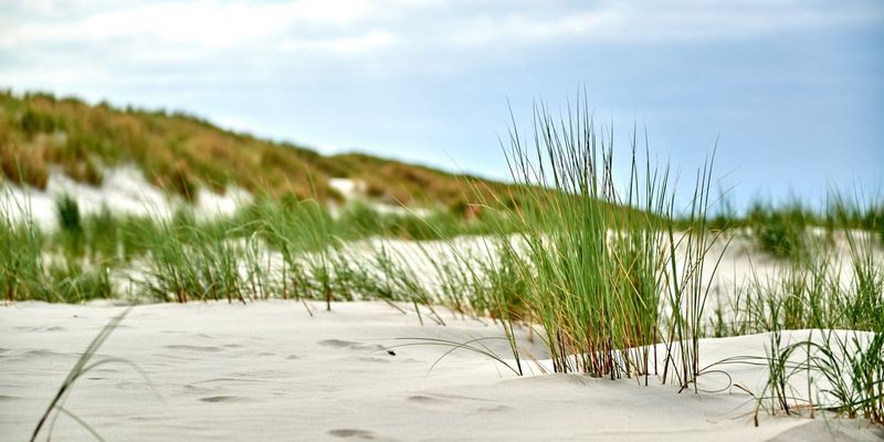 Nahaufnahme von Dünengras im Sand einer Düne auf Langeoog